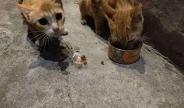 密语绒猫和平精英最新爆料,和平精英全新内容即将揭晓！